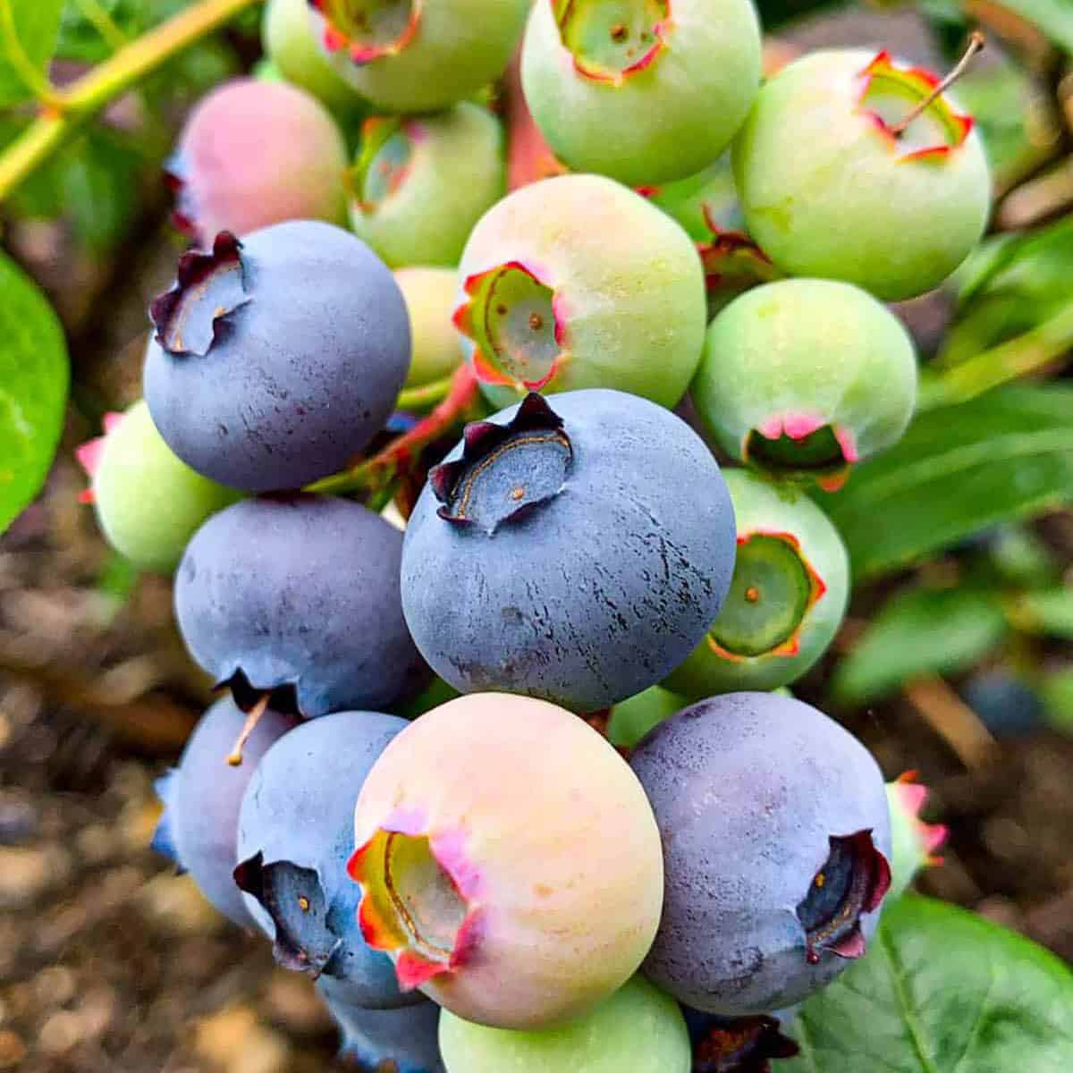 Cluster of blueberries with blue, green and pink berries.