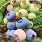 A bundle of blueberries with blue, green and pink berries.