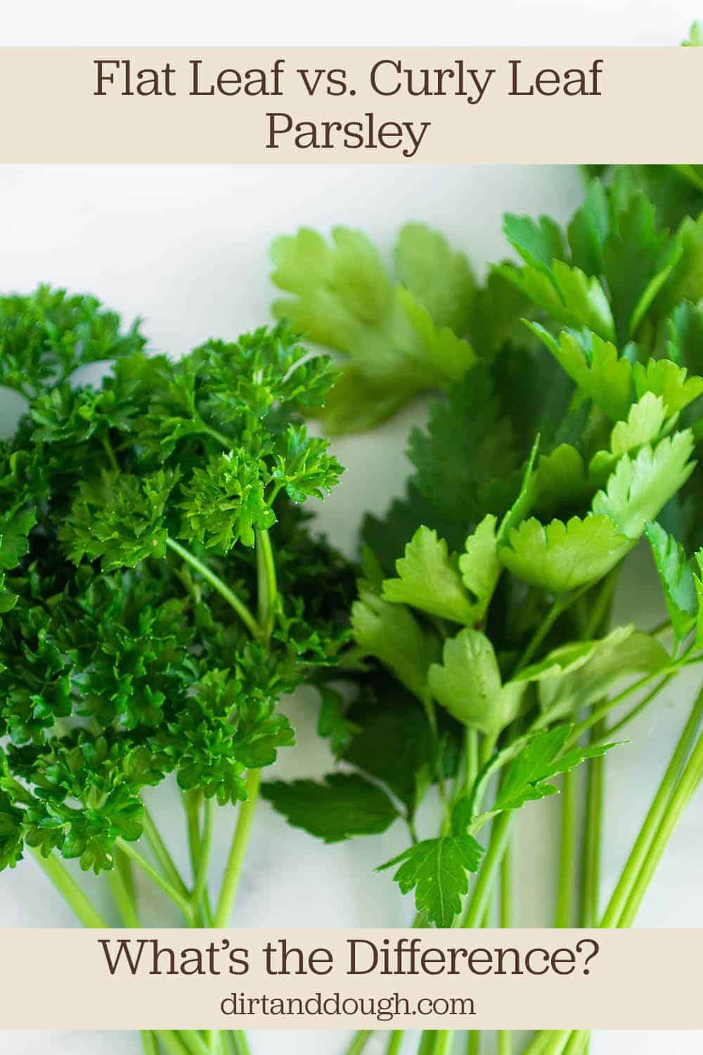 FlatLeaf Parsley vs. Curly Parsley What's the Difference? Dirt and