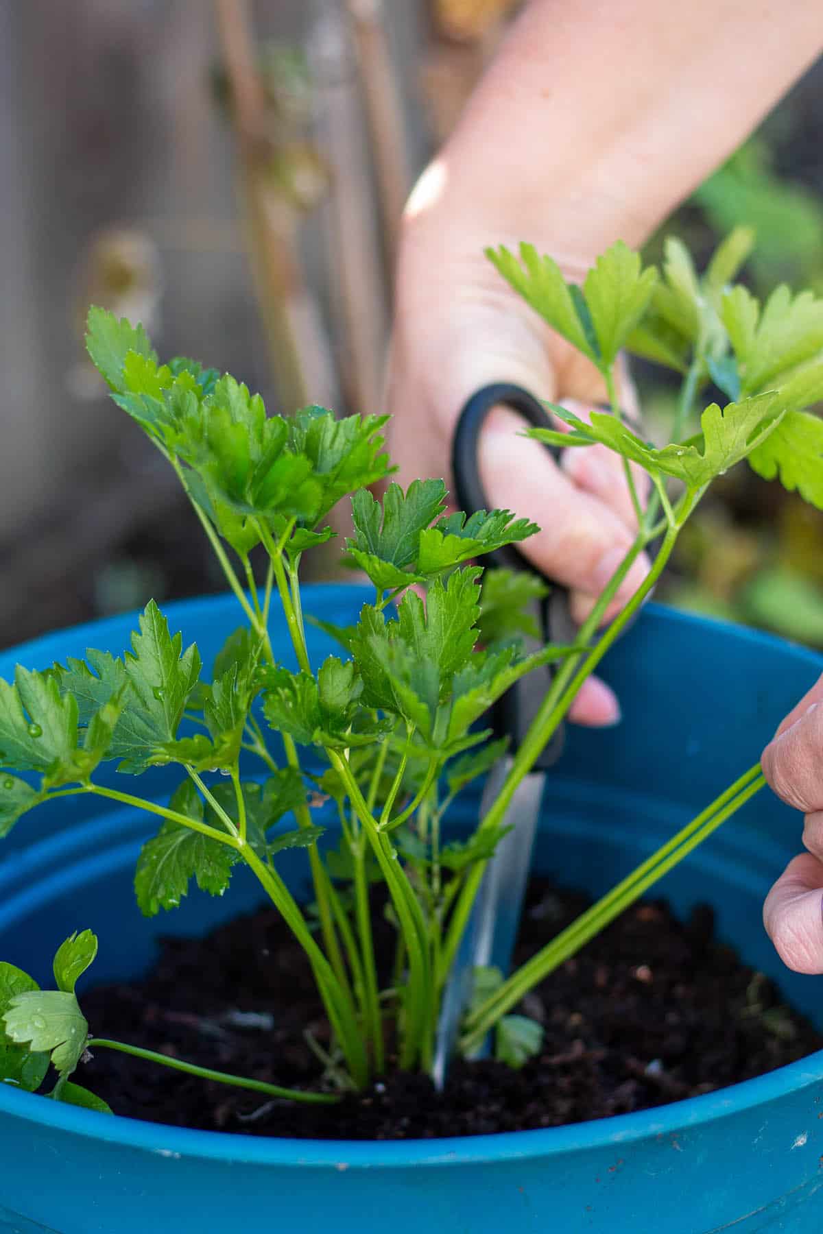 Two hands with scissors cutting parsley stalks from the plant.