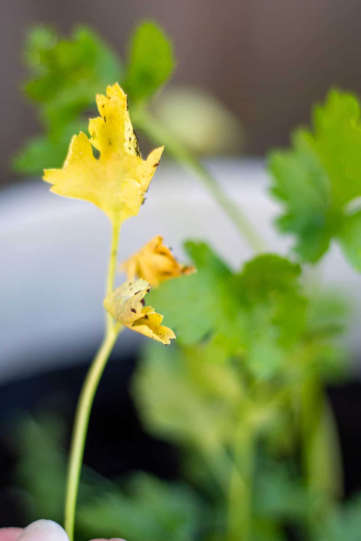 Parsley leaves that have turned yellow and no longer good.