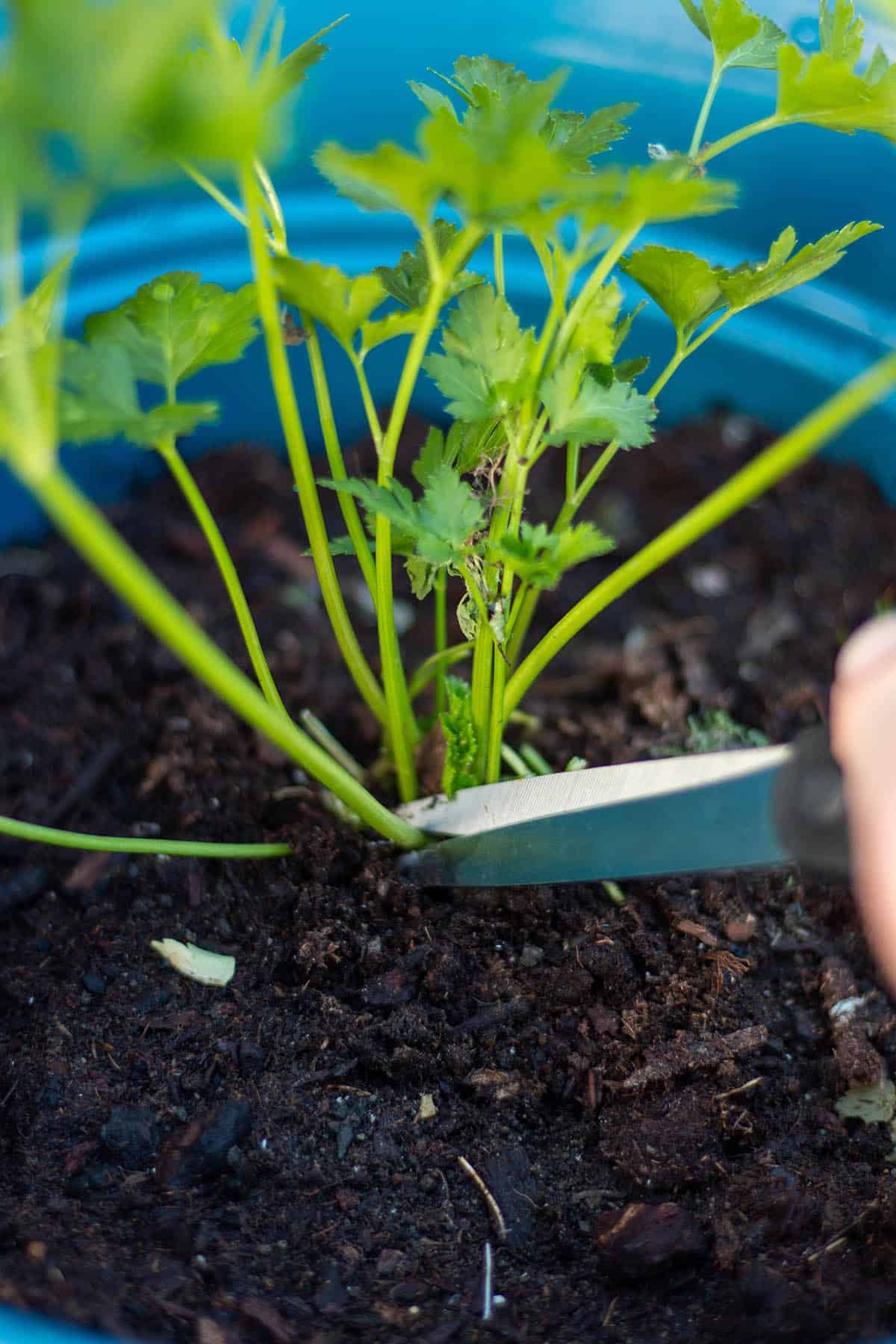 A pair of scissors cutting the bottom of a parsley stalk