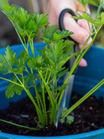 A pair of scissors cutting a stalk form a parsley plant.