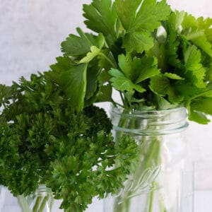 Two mason jars, one fillet with flat leaf parsley and the other filled with curly leaf parsley.