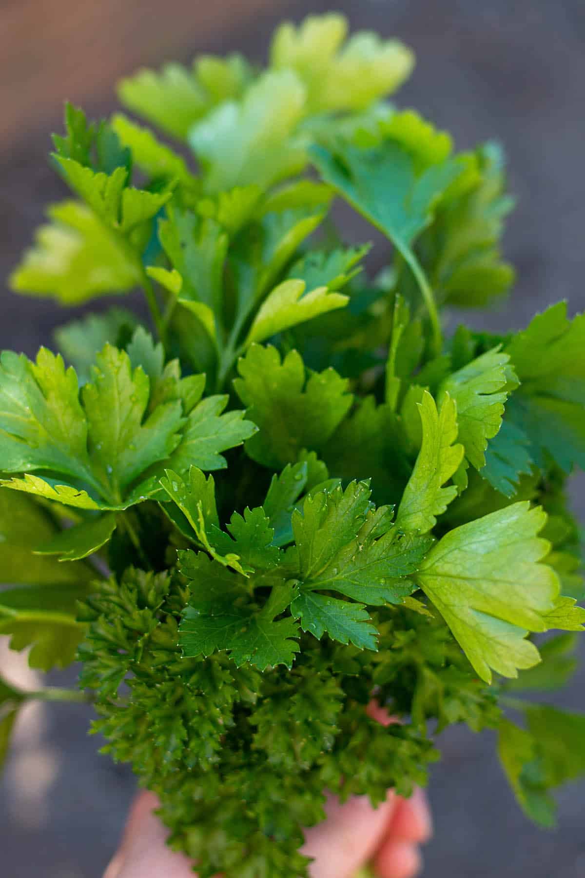 A bundle of flat and curly parsley.