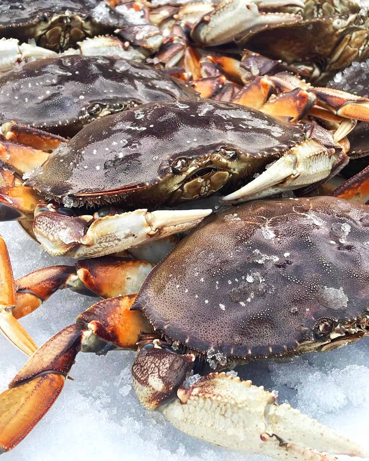 Freshly caught Dungeness crab from Washington State.