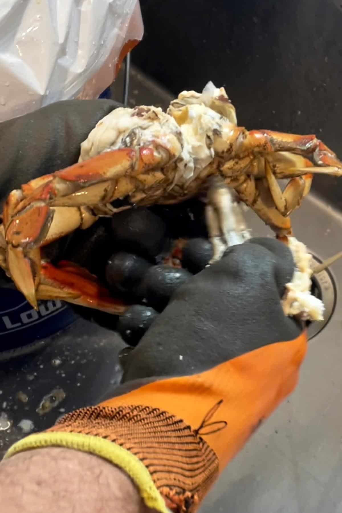 The apron being removed from a Dungeness crab.