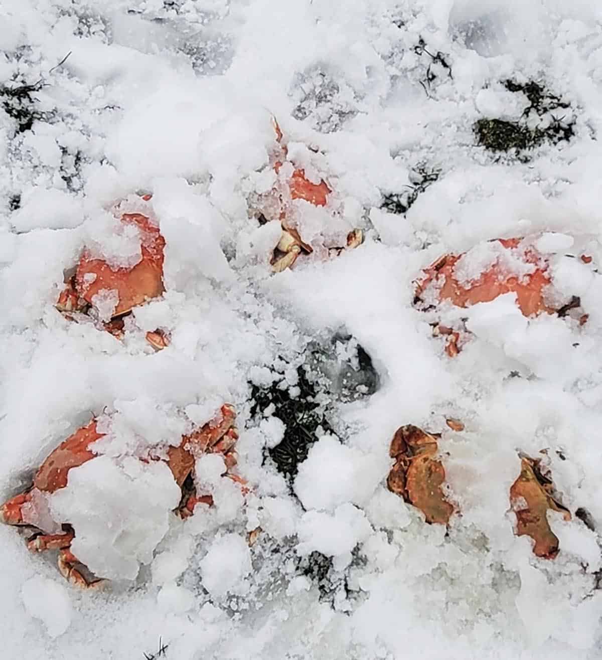 Freshly boiled Dungeness crab cooling on ice. 
