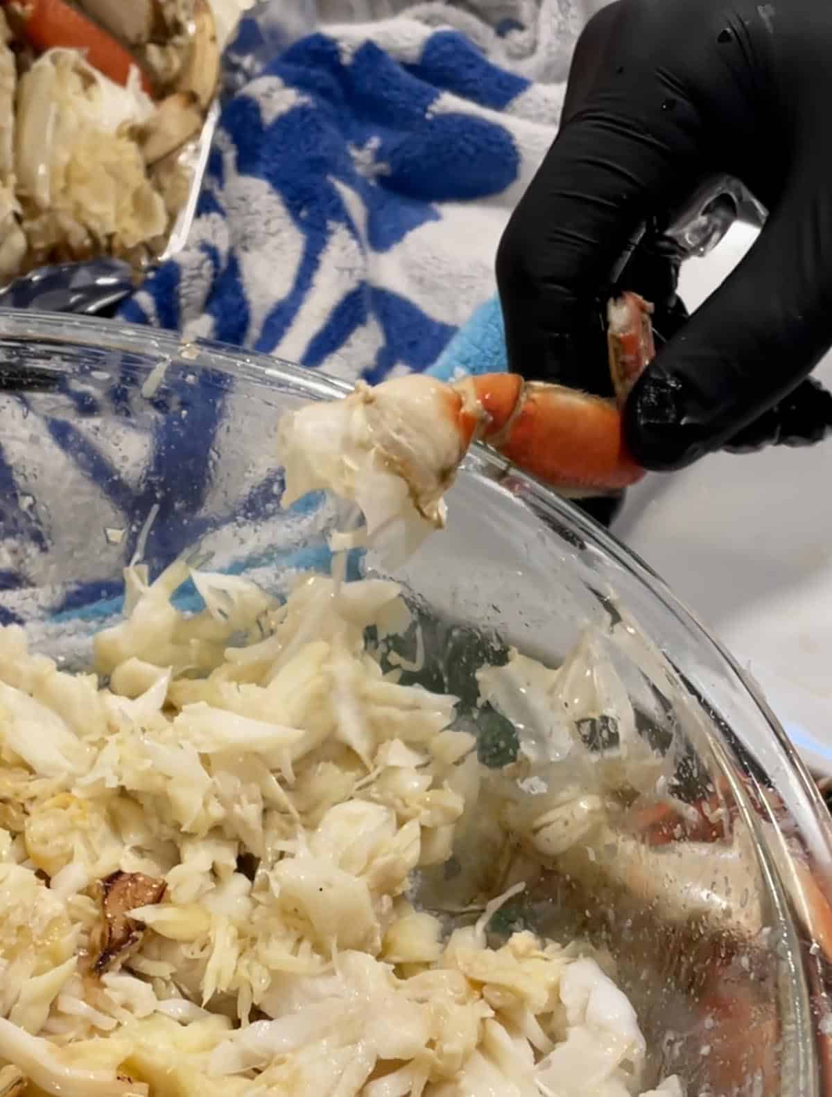 A crab leg being hit on the side of the bowl to remove the meat from the body.