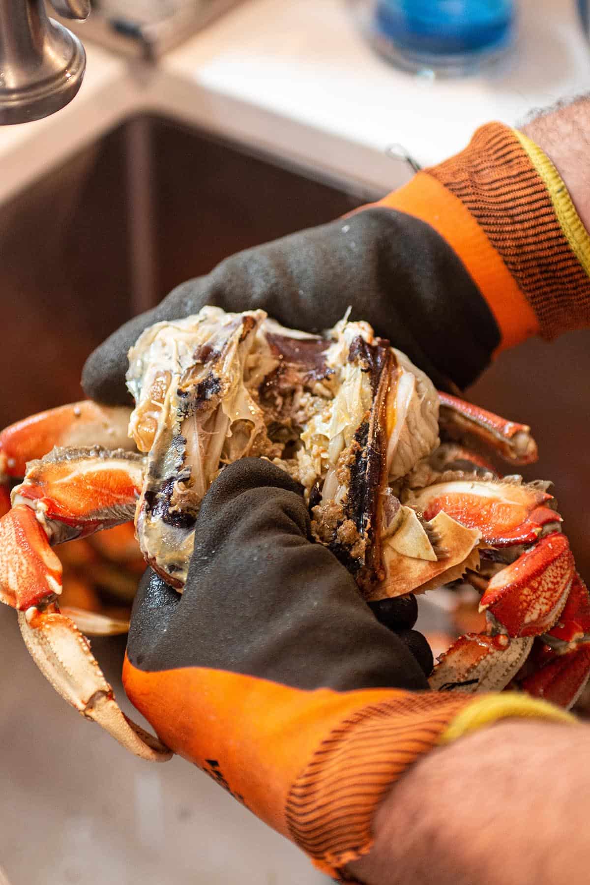 Two hands removing parts of a Dungeness crab.