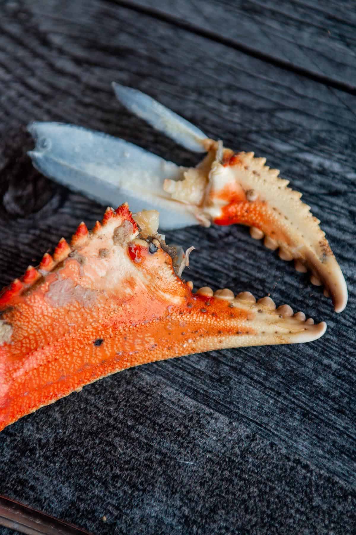 The claw of a Dungeness crab.