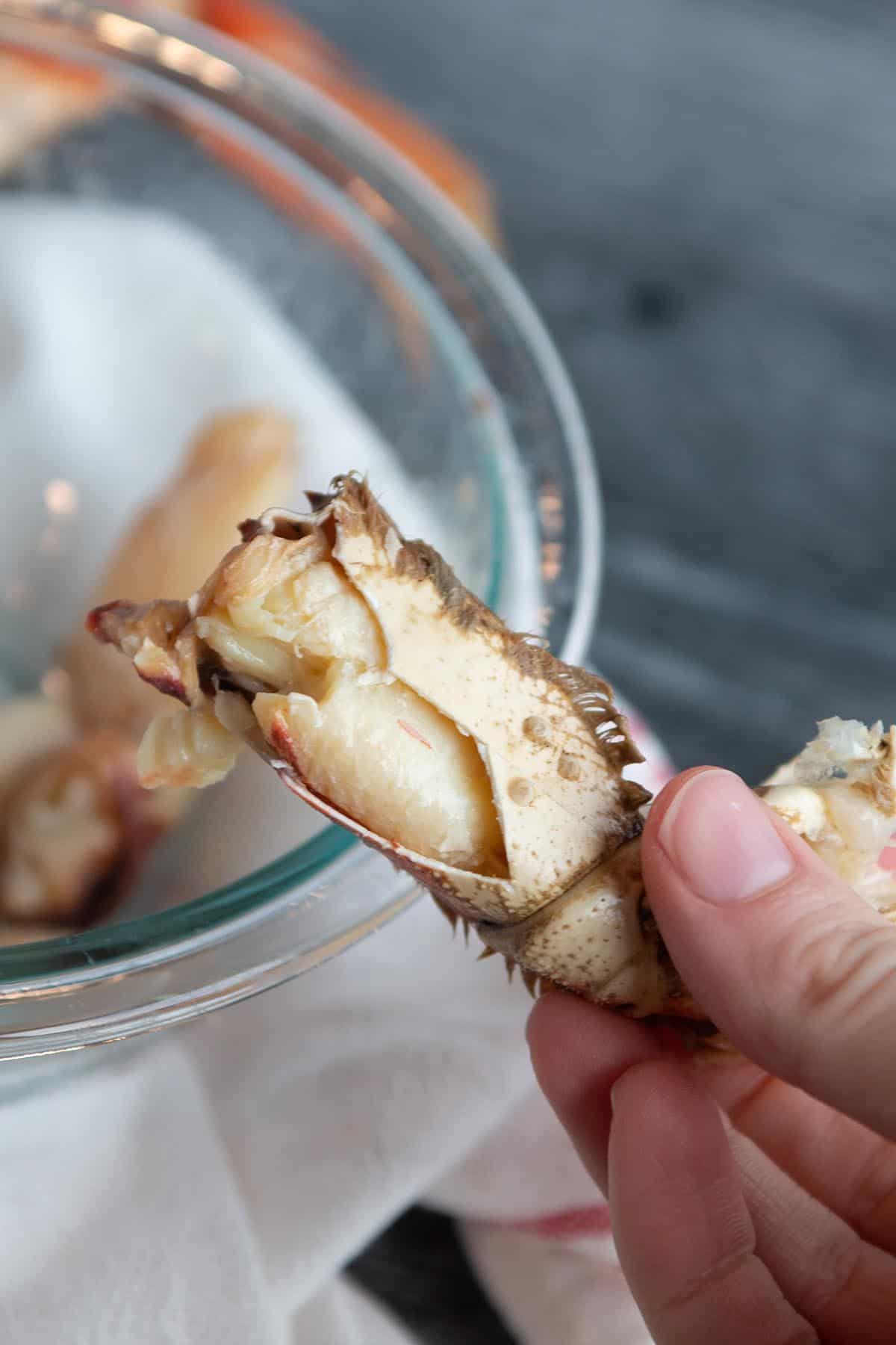 A large piece of Dungeness crab claw meat being shaken out of the shell.