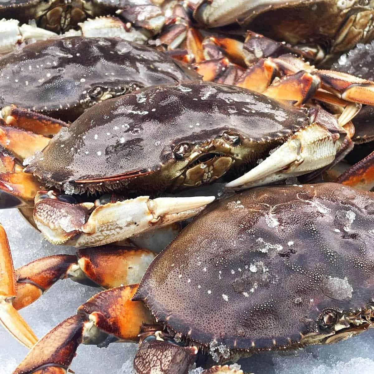 Crab spoon rest brings the beach to your stove top. Handmade by