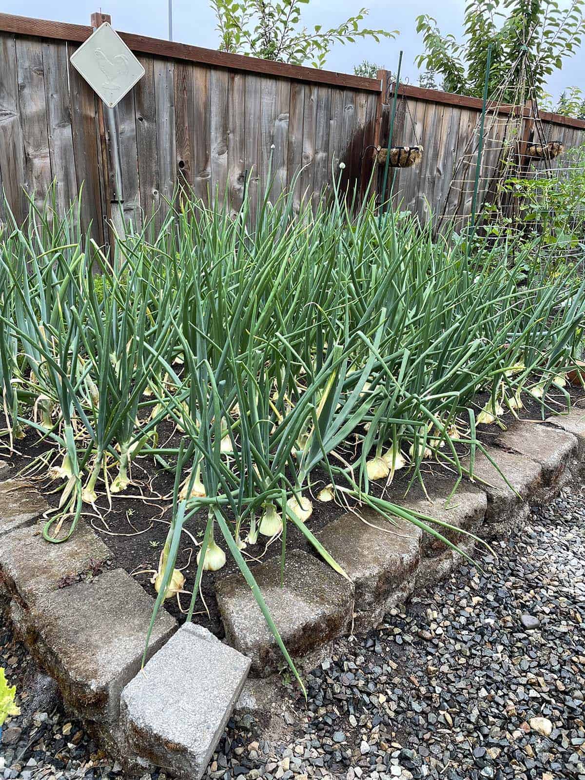 When Are Onions Ready to Harvest - 3 Signs - Dirt and Dough