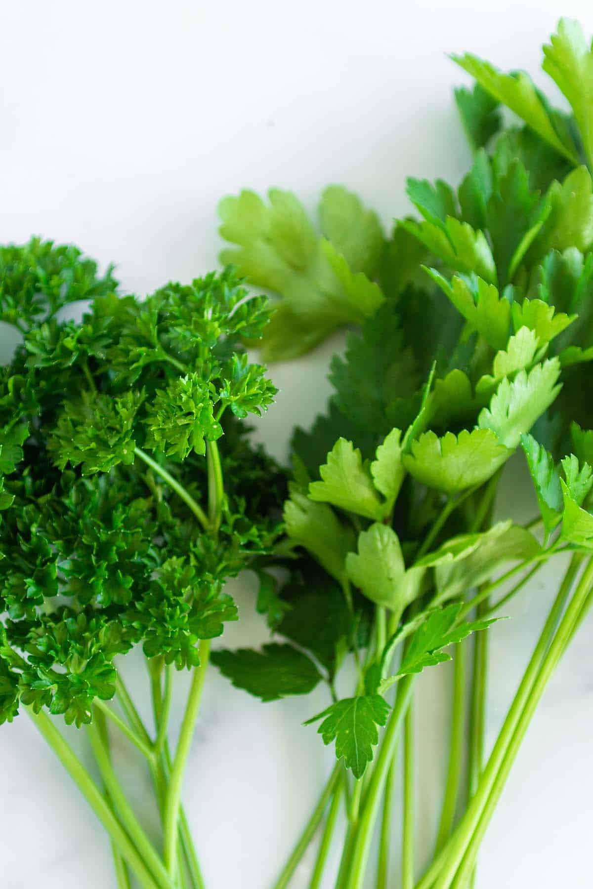A bundle of flat leaf Italian parsley and curly leaf parsley.