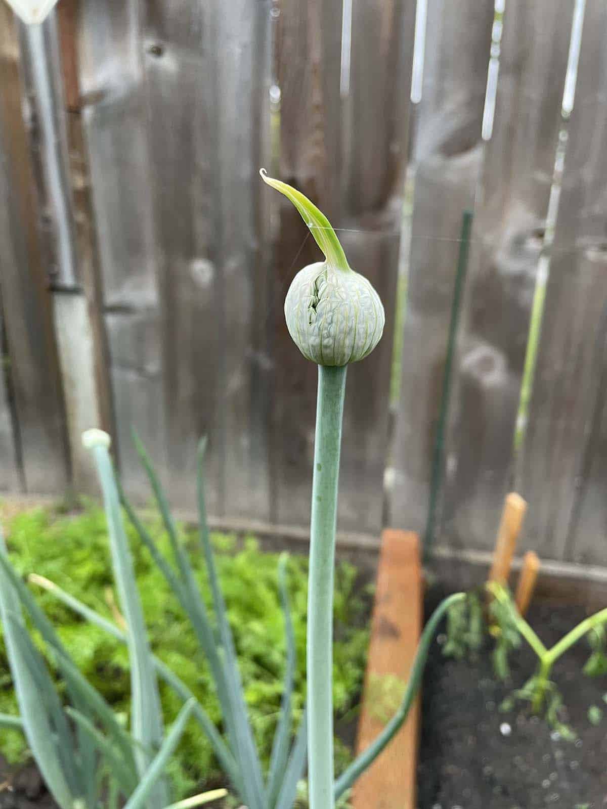 An onion that has bolted and with a stalk and flower pod opening up with seeds inside.