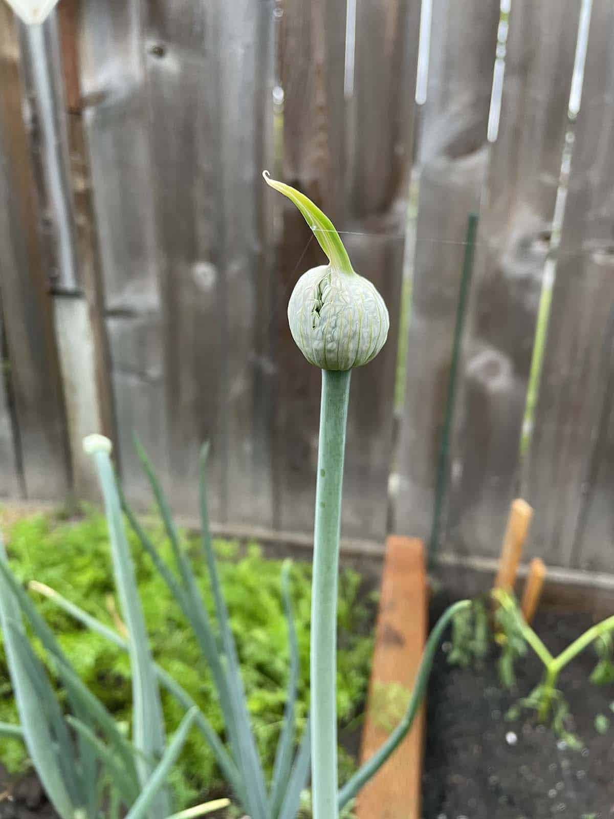 Green onion deals flower