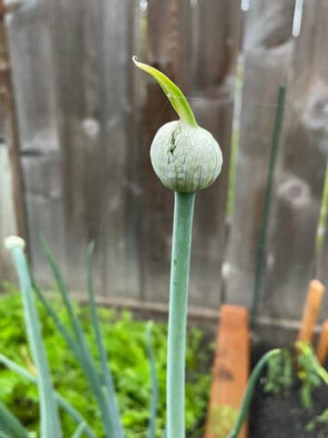 An onion stalk with a flower pod on the end.