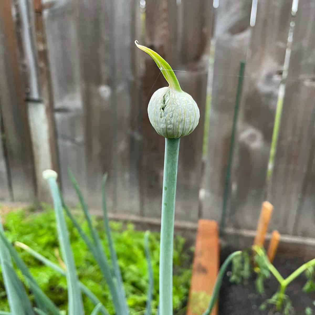 An onion stalk with a flower pod on the end.