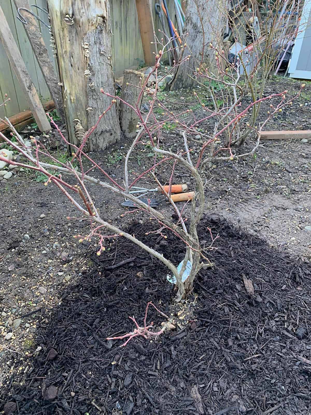 A blueberry plant that has gone dormant and is starting to develop little flower buds.