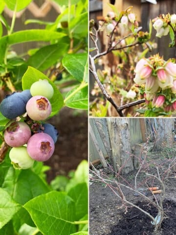 Three photos of blueberry plants, one in winter, spring and summer.