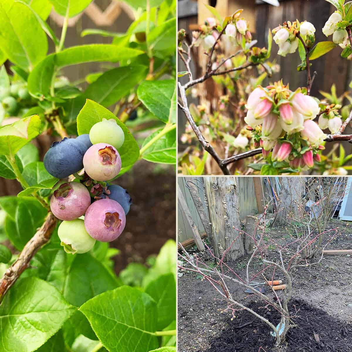 blueberry seedlings