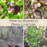 Four photos of what blueberry plants look like in each season.