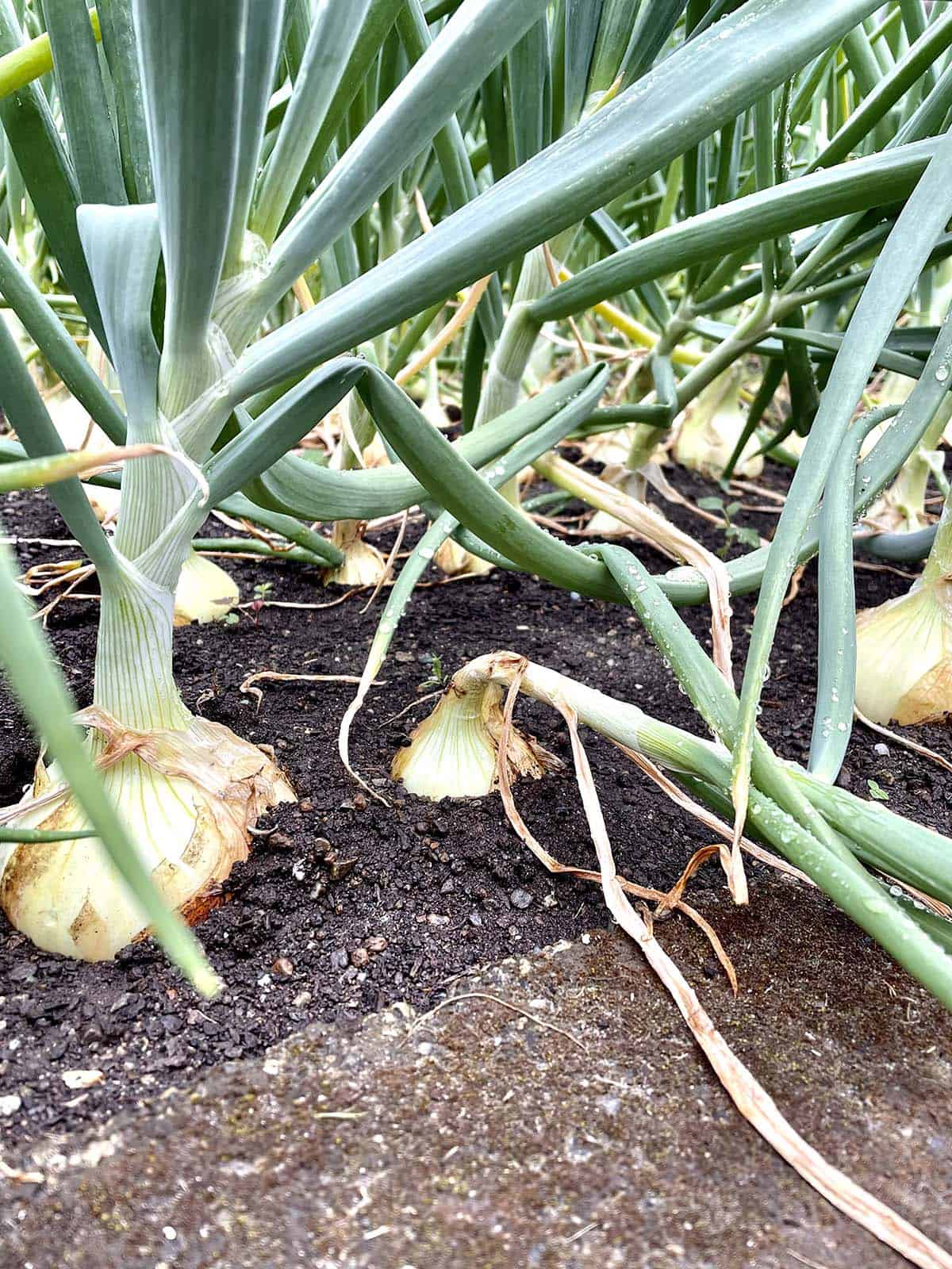An onion stalk that has fallen over with the onion bulb in the ground.
