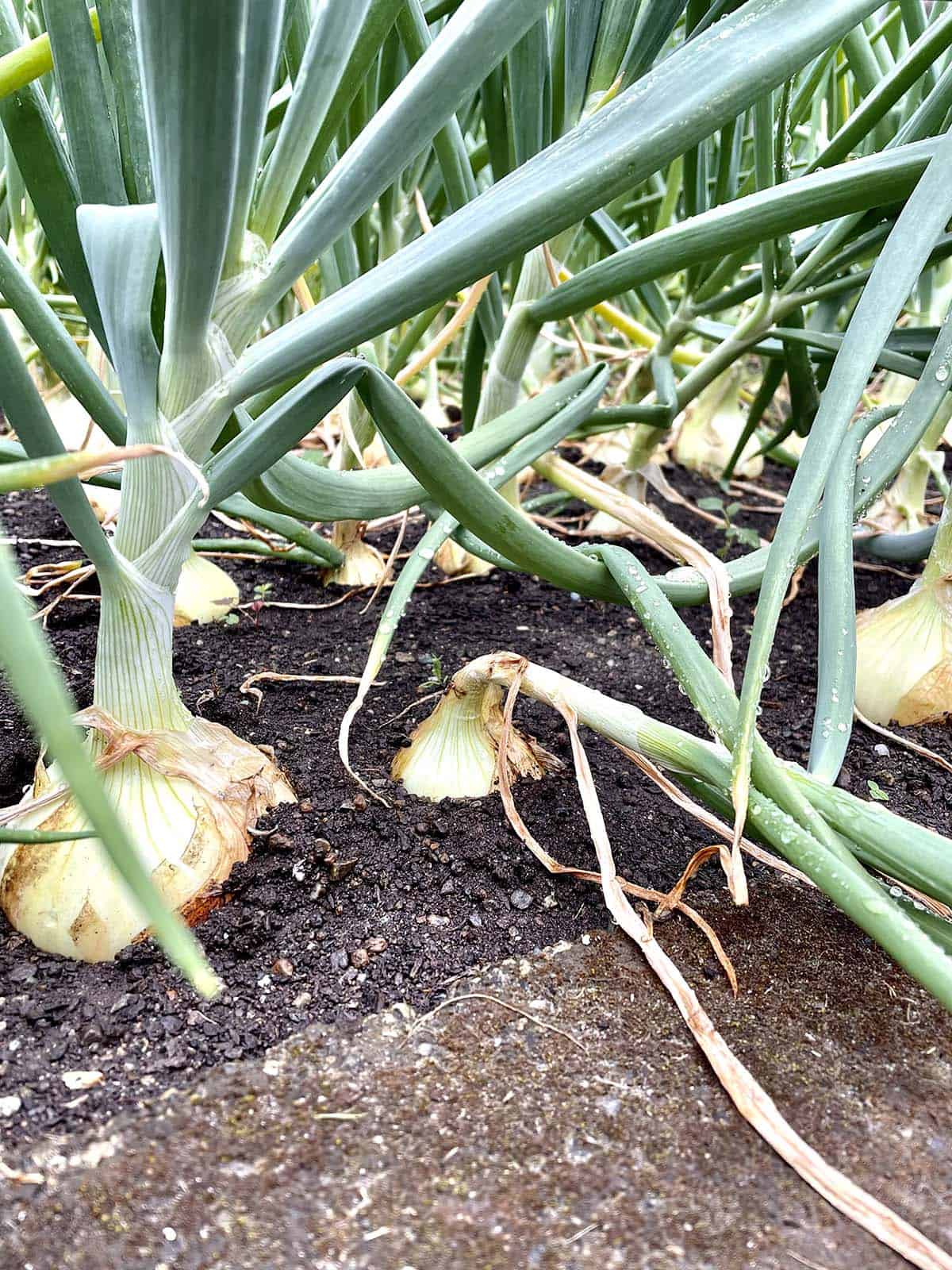 How to Know Onions are Ready to Harvest: Top Tips