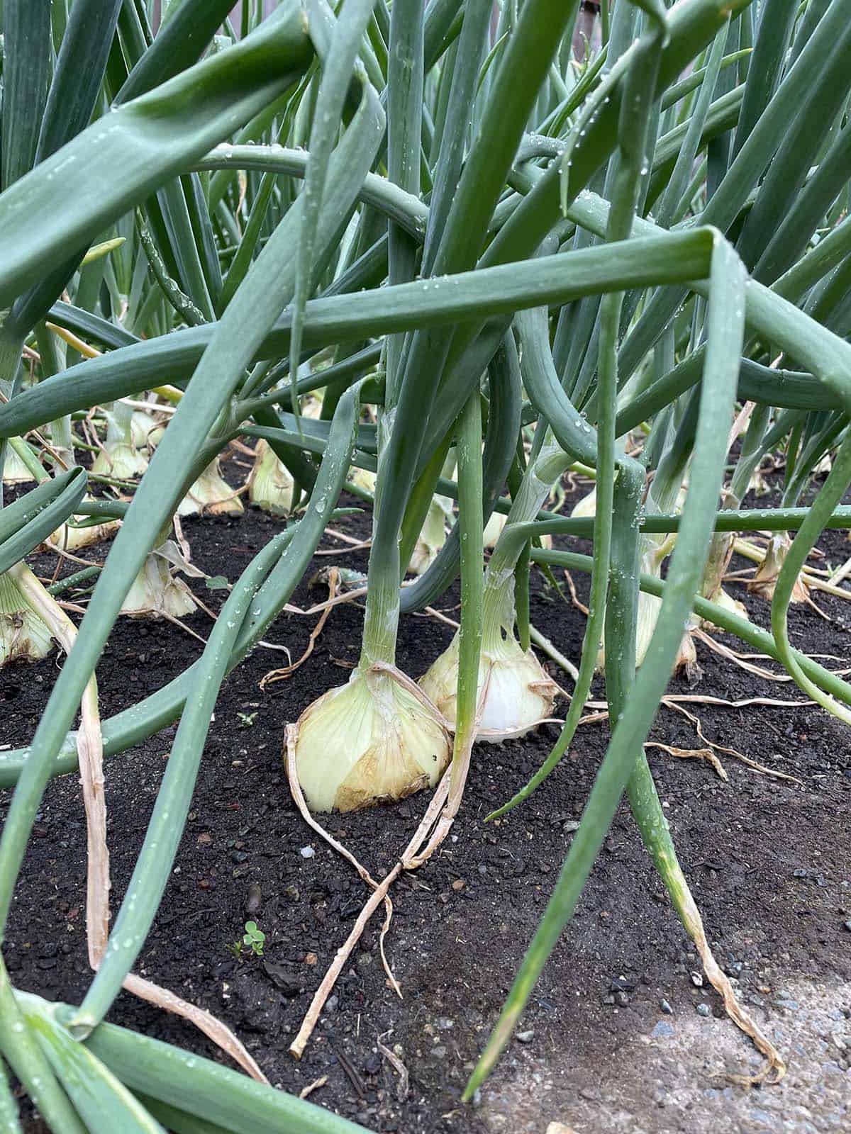Two walla walla onions that have been planted too close together.