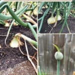 Three different images of onions that need to be harvested. one with a stalk fallen over, one too close together and one flowering.