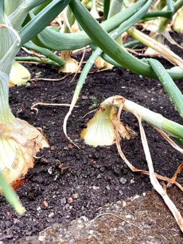 Onion garden with an onions that has a stalk that has fallen over.