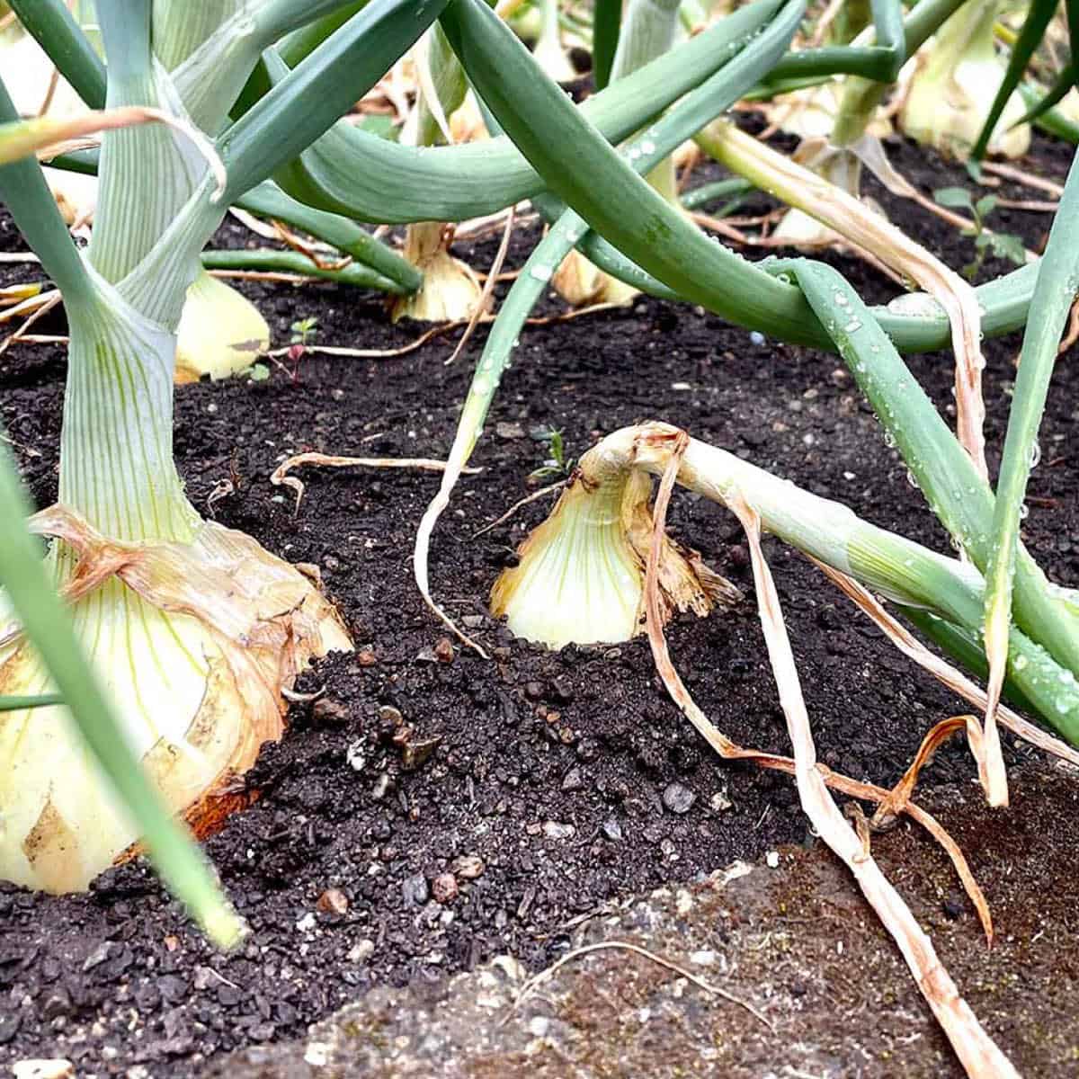 Onion garden with an onions that has a stalk that has fallen over.