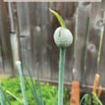 An onion stalk with a flower bud at the end.