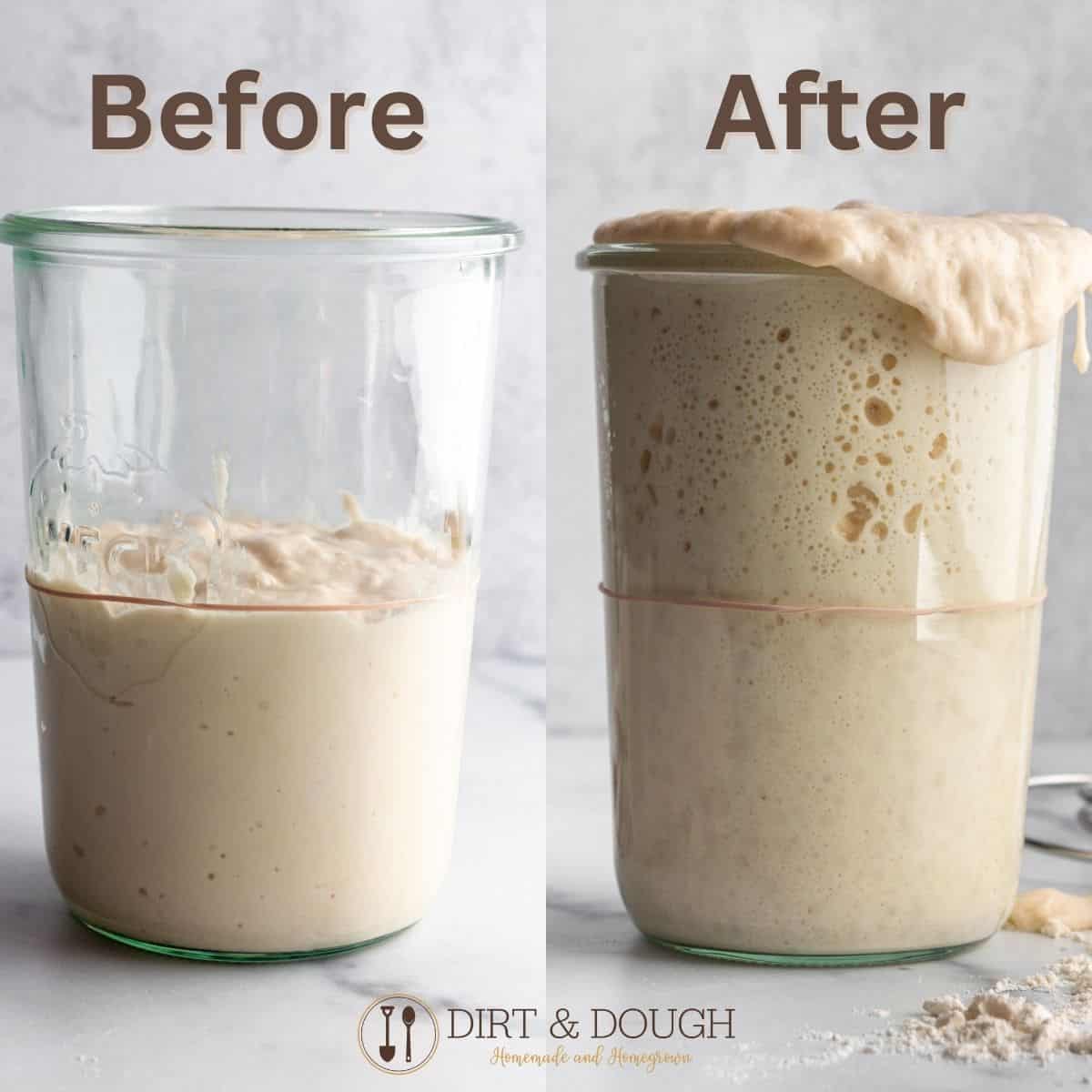 Two photos of sourdough staters before and after a feeding.