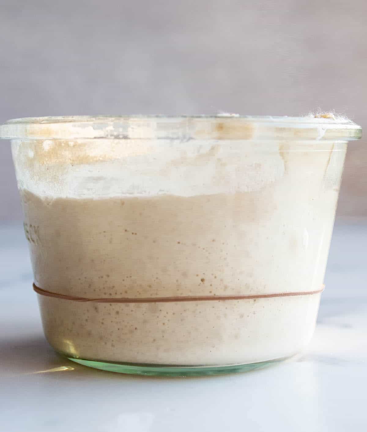 A jar with a sourdough starter that has risen above a rubber band.