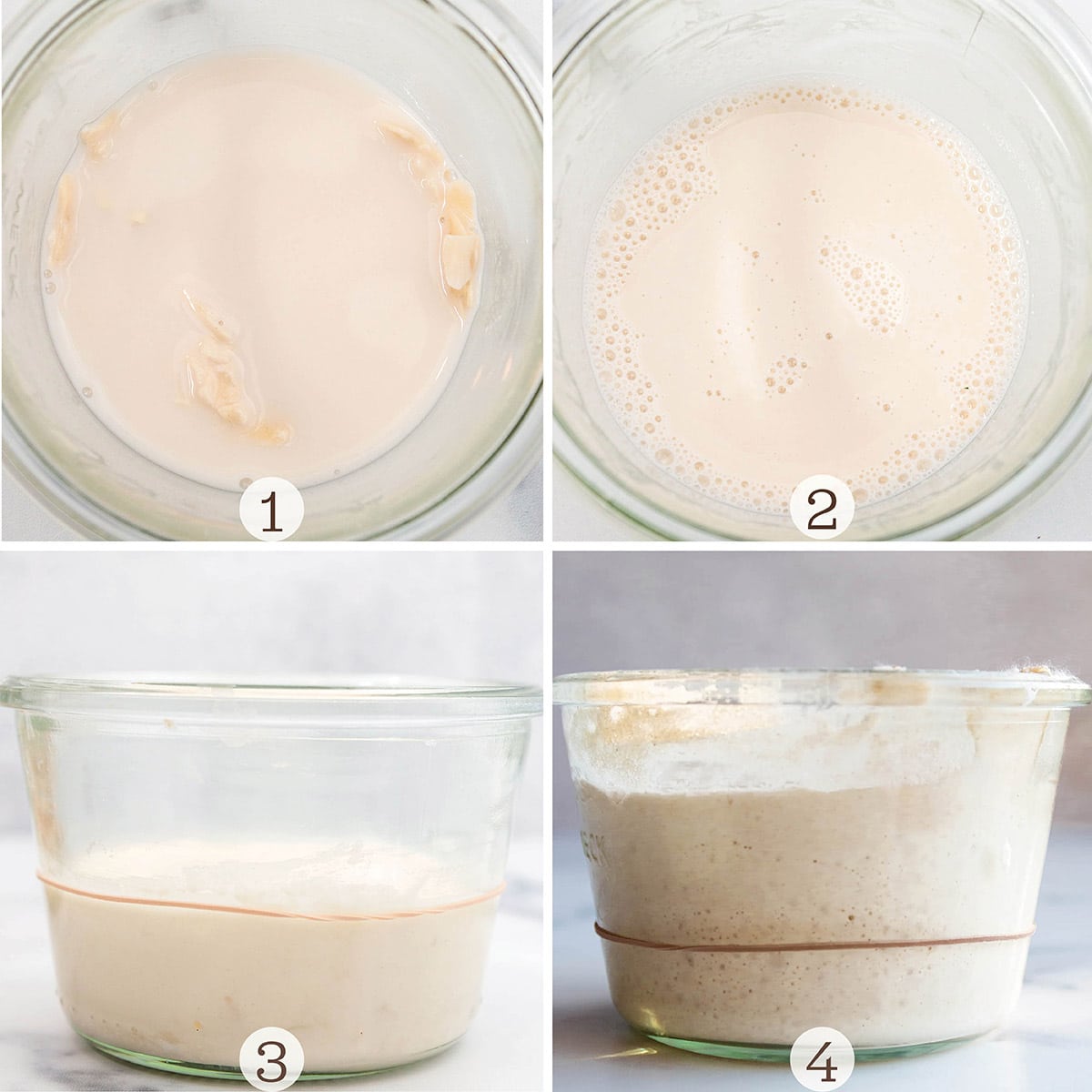 Four images of rehydrating dried sourdough starter.