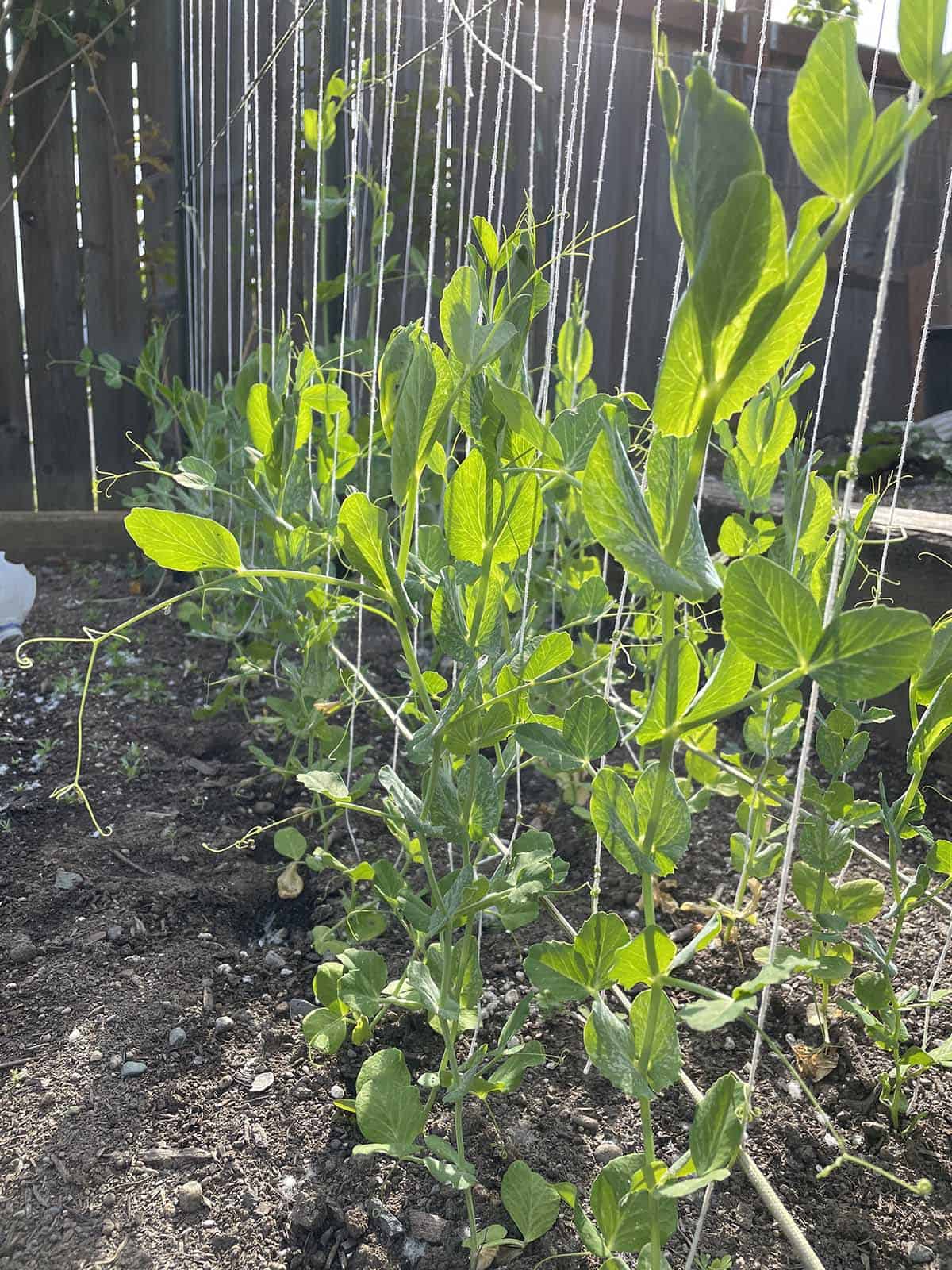 Sugar snap peas growing on a trellis.
