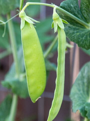 Two snow peas hanging from a pea plant.