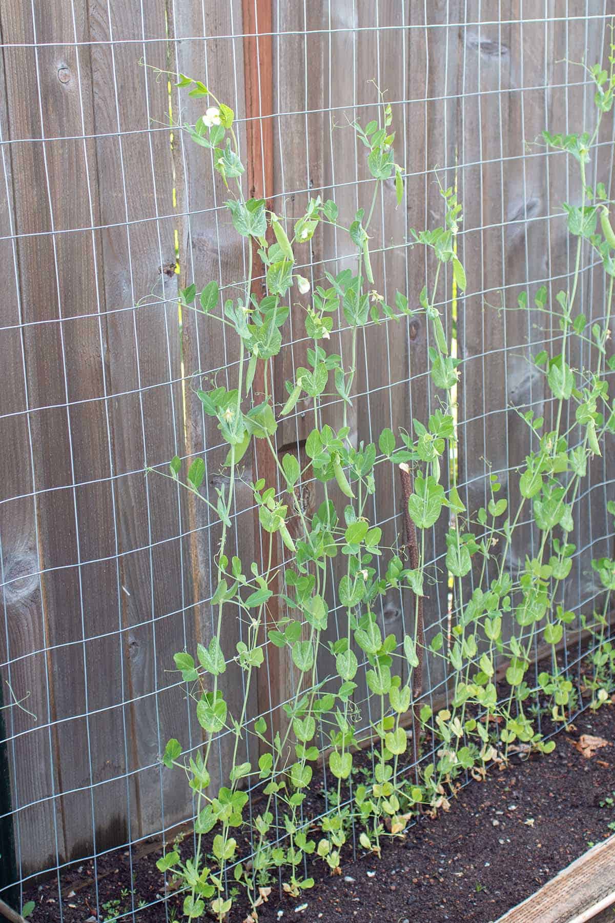 Pea plants growing on a trellis.