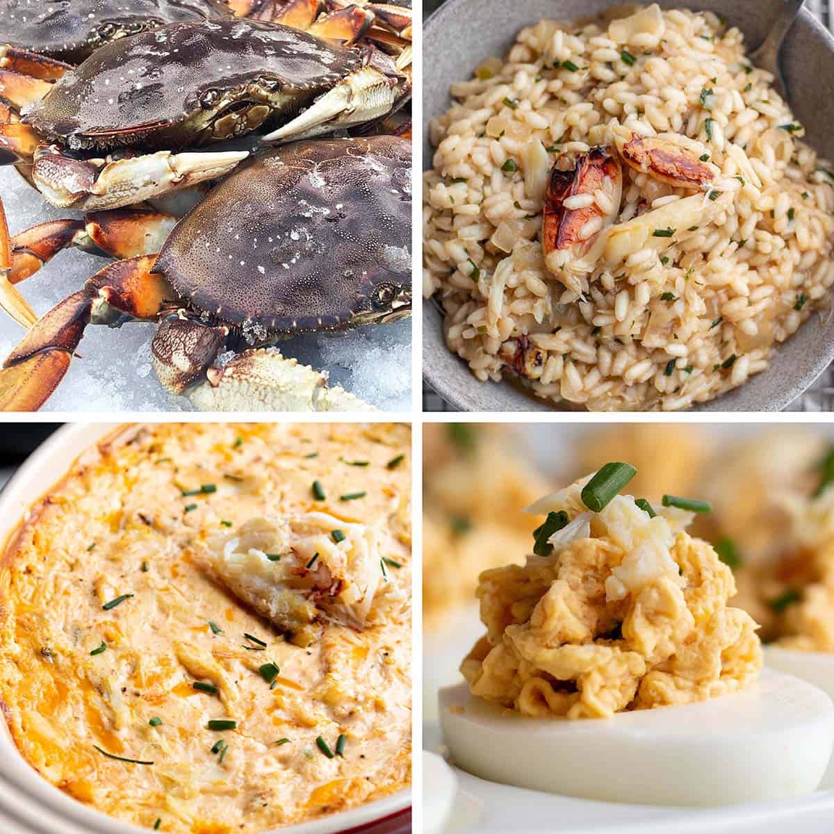 Four images: One with Dungeness crab, crab risotto, crab dip and crab deviled eggs.