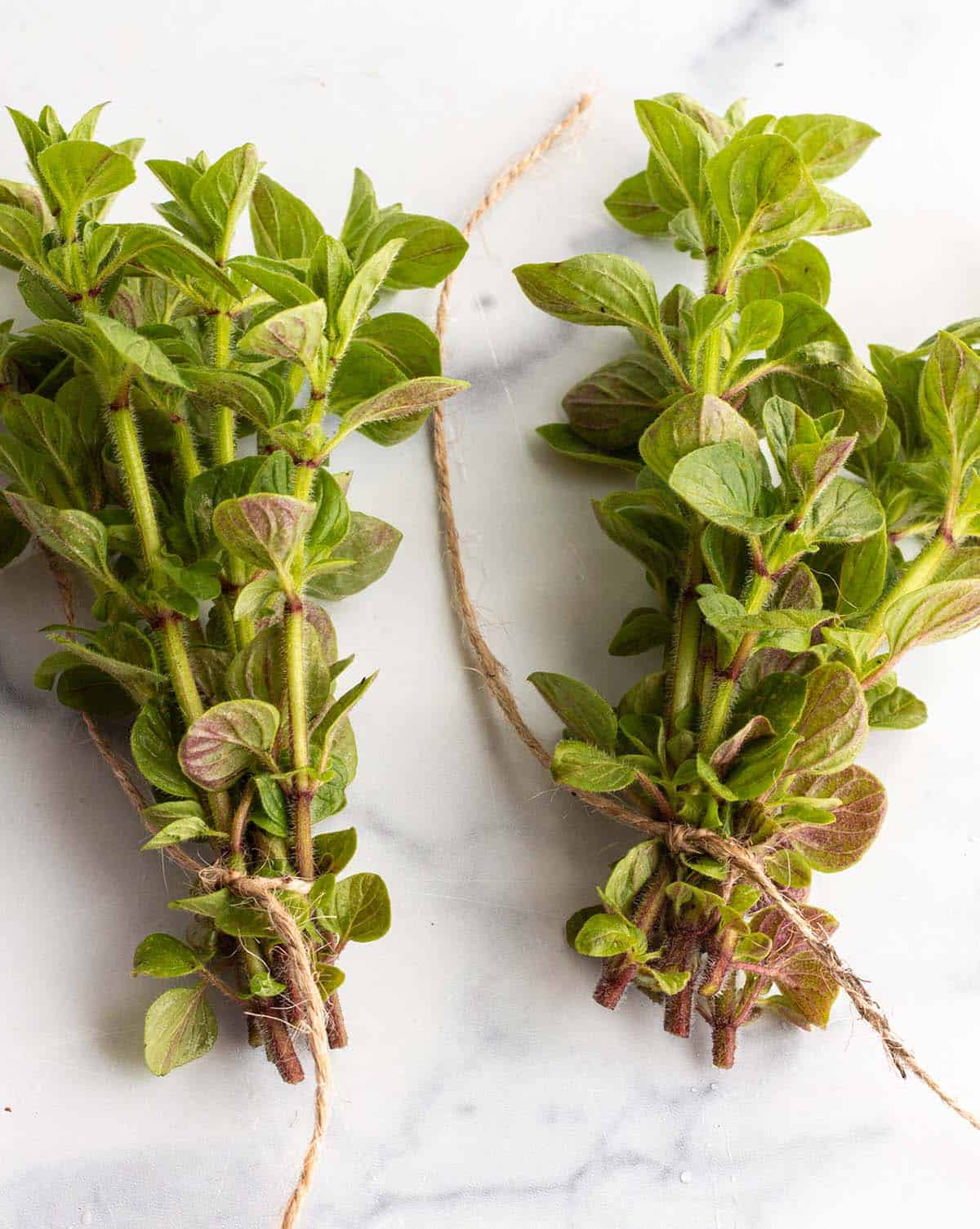 Sprigs of oregano tied together.