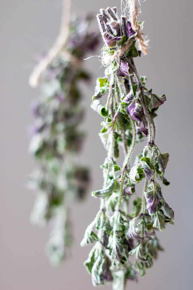 How to Dry Fresh Oregano 3 Easy Ways Dirt and Dough