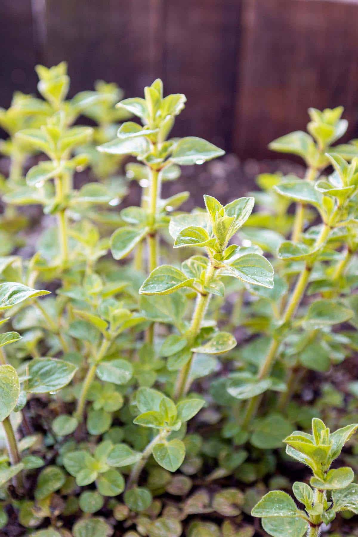 An oregano plant growing in a container.