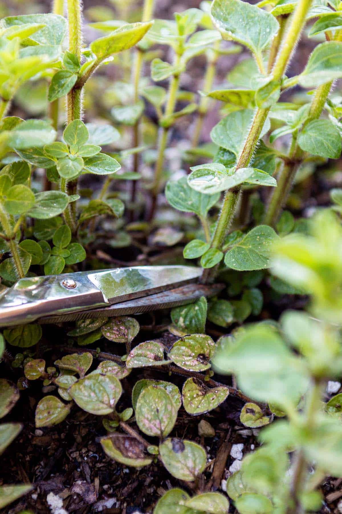 Scissors cutting of a stalk of oregano.