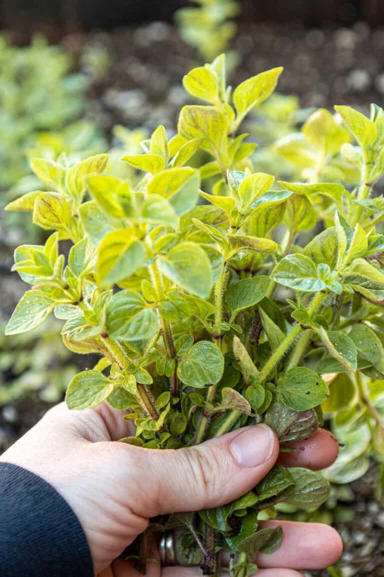 How to Grow and Harvest Oregano Dirt and Dough