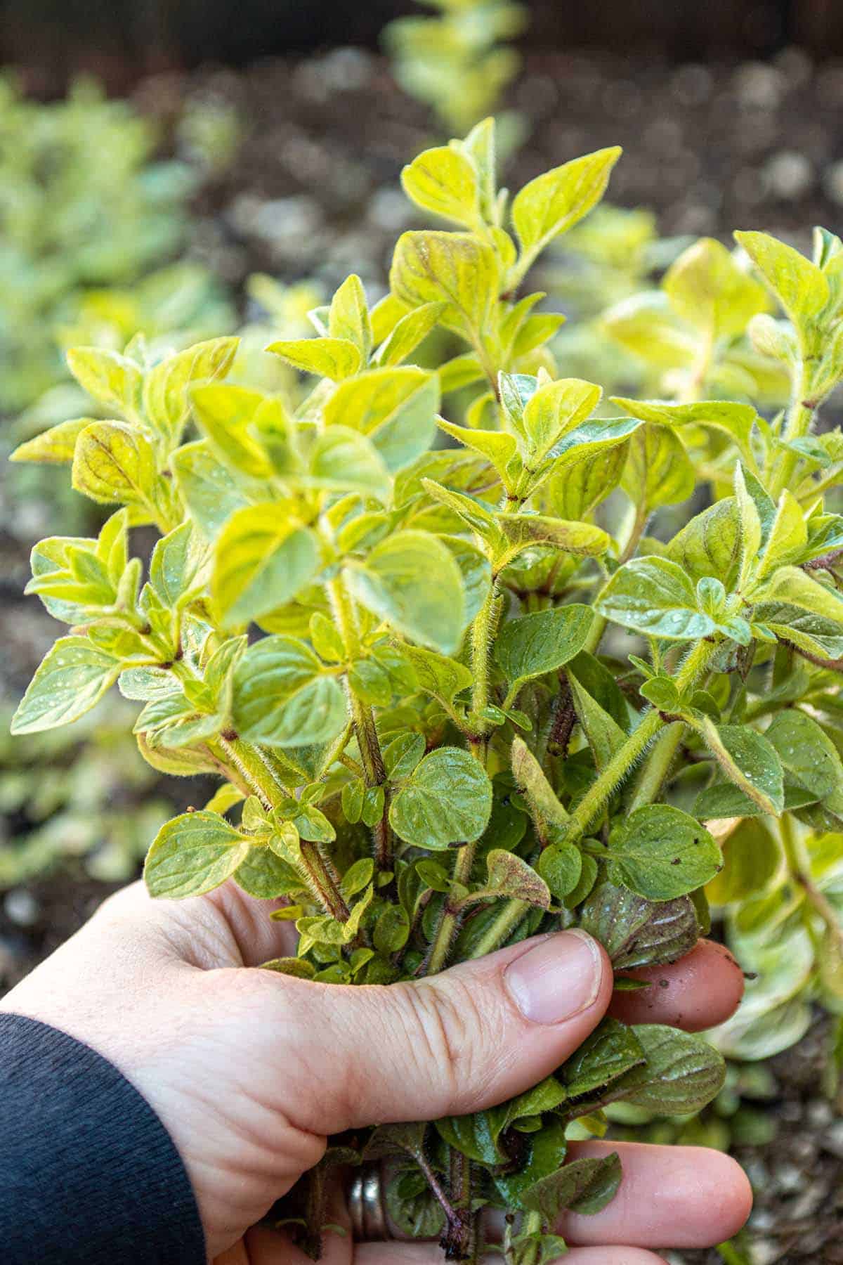 A hand holding a bundle of fresh oregano.