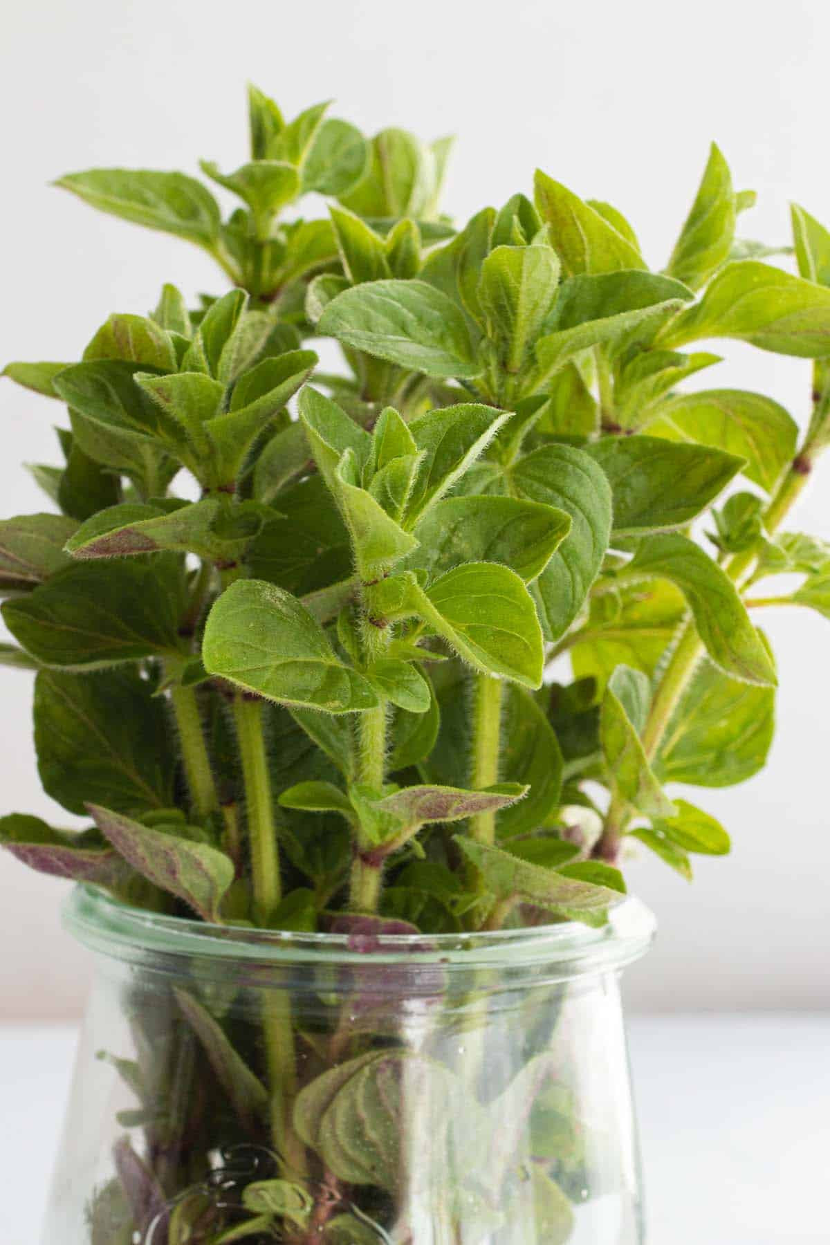 A jar with oregano stalks.