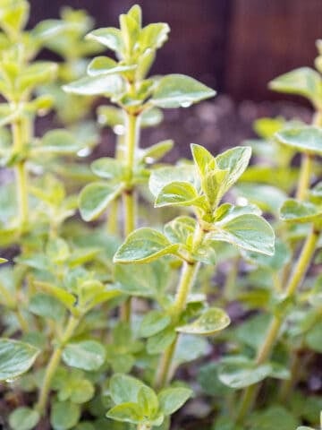 An oregano plant growing in a container.
