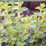 An oregano plant with text that says how to grow oregano.